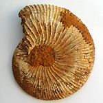 Ammonite