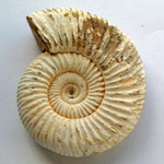 Ammonite