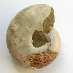 Ammonite nacrée