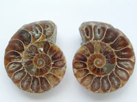 Ammonite polie