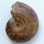 Ammonite polie