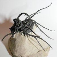 Dicronurue monstrusus
