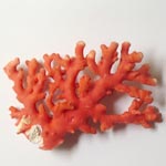 Corail