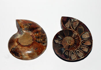 Ammonite