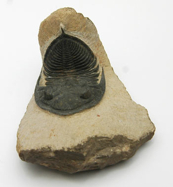 Trilobite